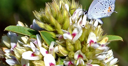 by Benjamin Vogt / Monarch Gardens