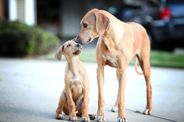 The Houzz Dogs of Summer