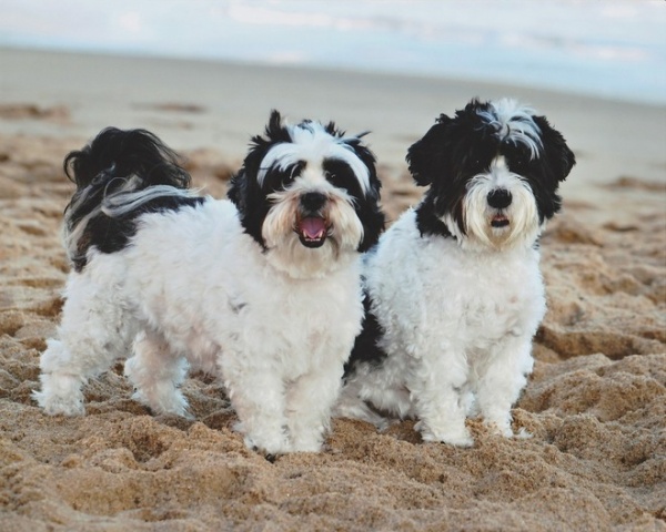 The Houzz Dogs of Summer