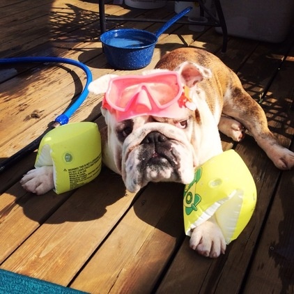 The Houzz Dogs of Summer