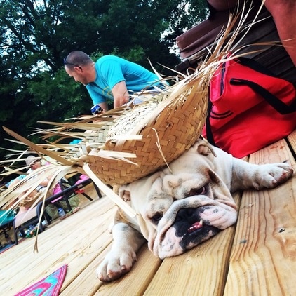 The Houzz Dogs of Summer