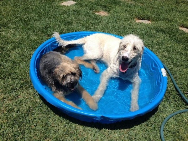 The Houzz Dogs of Summer