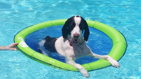 The Houzz Dogs of Summer