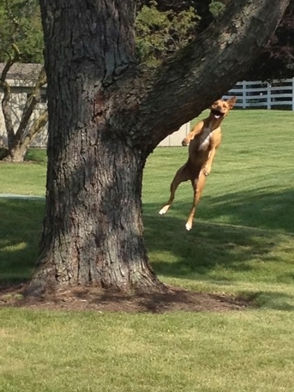 The Houzz Dogs of Summer