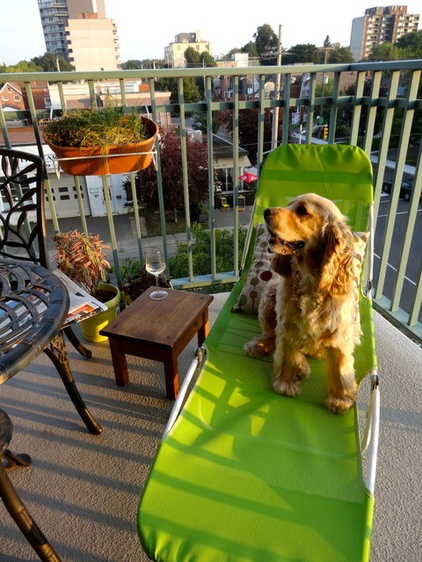 The Houzz Dogs of Summer