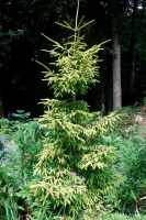 Great Design Plant: Skylands Oriental Spruce, a Favorite Conifer