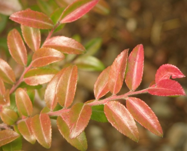 Landscape by Hansen's Northwest Native Plant Database