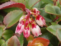 Great Design Plant: Evergreen Huckleberry Appeals All Year