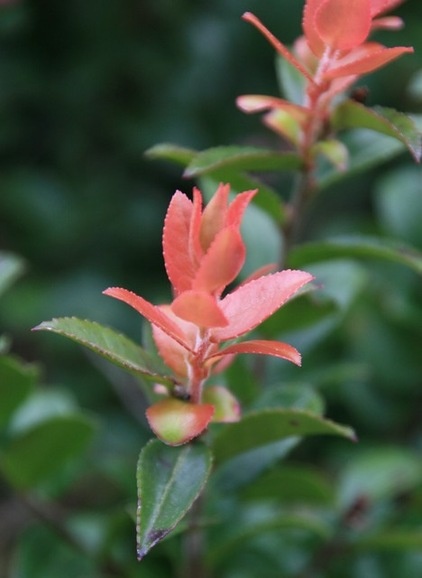 Landscape by Hansen's Northwest Native Plant Database