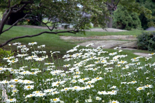 Traditional Landscape by Timothy Lee landscape design