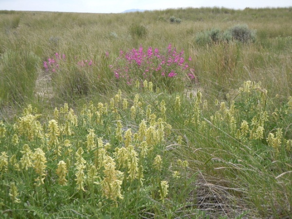 Canadian milkvetch