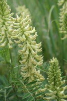 Great Design Plant: Canadian Milkvetch Draws Bees and Birds