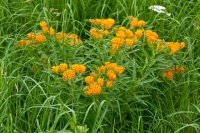 Great Design Plant: Butterfly Milkweed, a Beacon in the Prairie