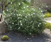 Great Design Plant: Little-Leaf Cordia Handles Desert Extremes