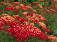 Top 12 Summer-Blooming Perennials for Deer-Resistant Drama