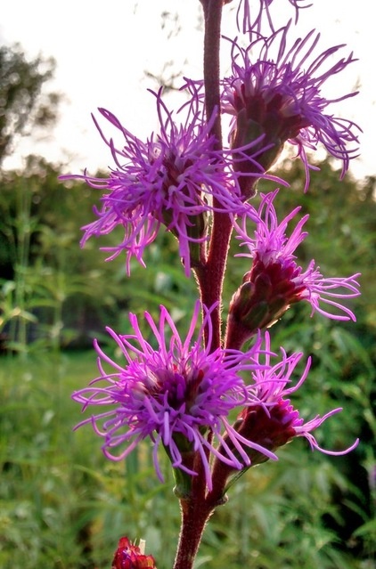 Landscape by Benjamin Vogt / Monarch Gardens