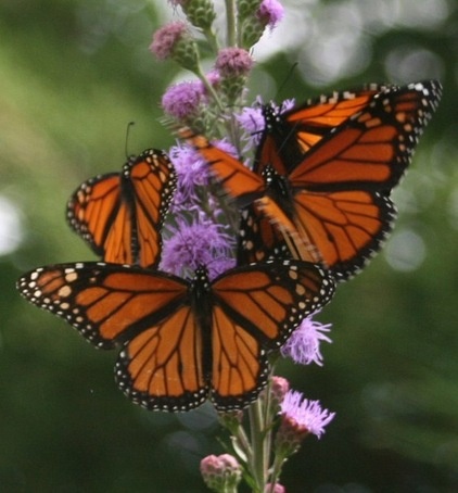 Landscape by Benjamin Vogt / Monarch Gardens