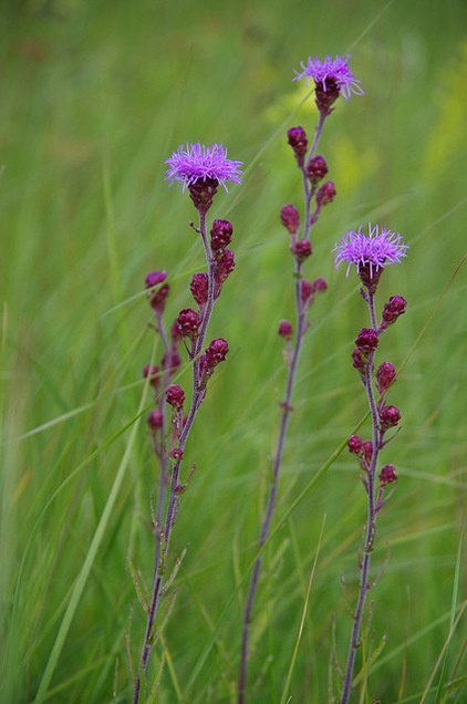 Landscape Meadow blazingstar