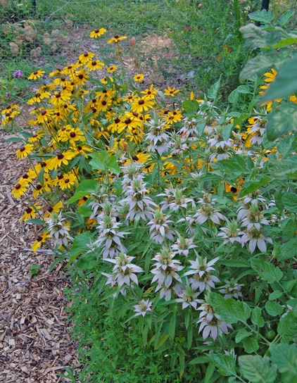 Landscape Spotted Beebalm