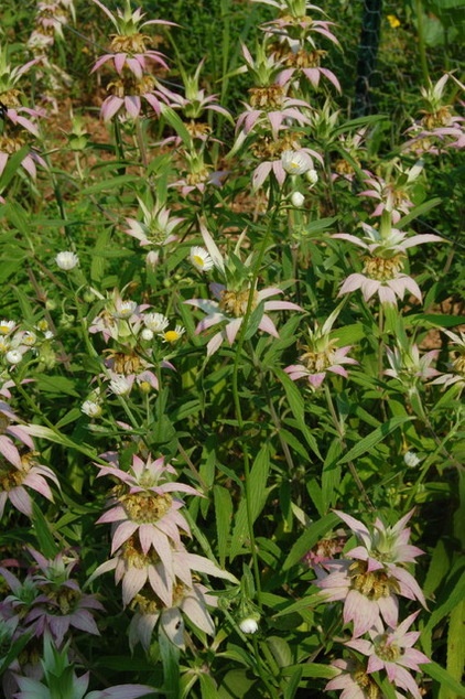 Landscape Spotted Beebalm