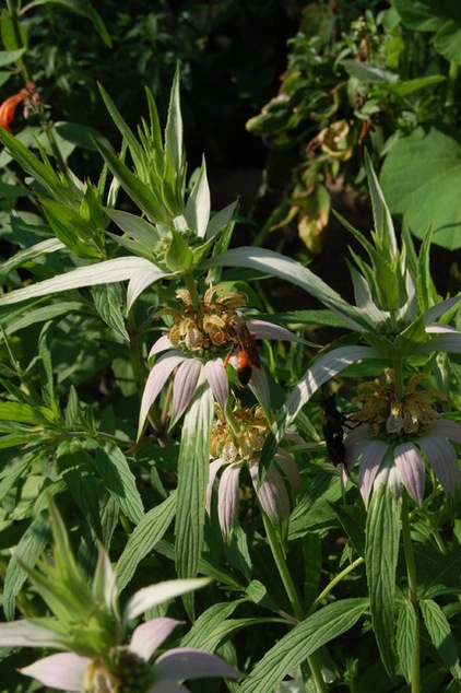 Landscape Spotted Beebalm