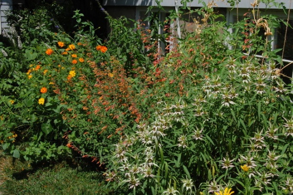 Landscape Spotted Beebalm