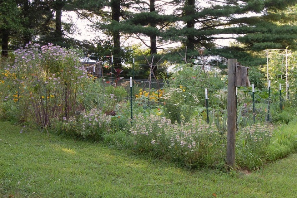 Landscape Spotted Beebalm