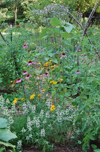 Landscape Spotted Beebalm