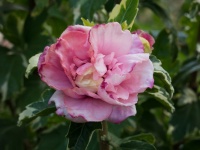 Great Design Plant: Hibiscus Syriacus ‘Sugar Tip’