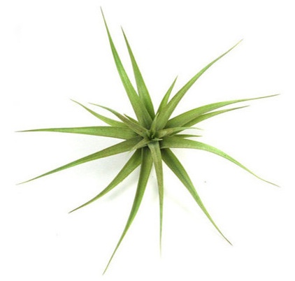 Contemporary Plants by Air Plant Supply Company