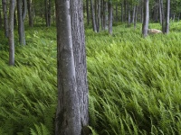 Ferns: A Shade Gardener’s Best Friend