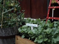 Cool-Season Vegetables: How to Grow Kale