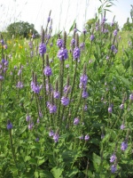 Great Design Plant: Verbena Stricta Tolerates Tough Spots