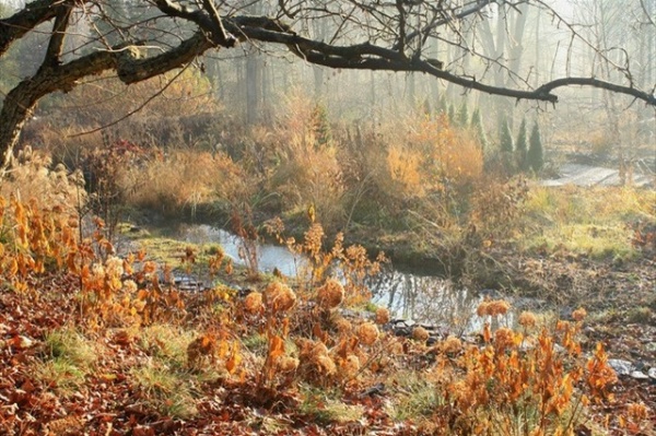 Autumn naturalistic garden