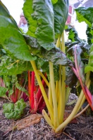 Cool-Season Vegetables: How to Grow Chard