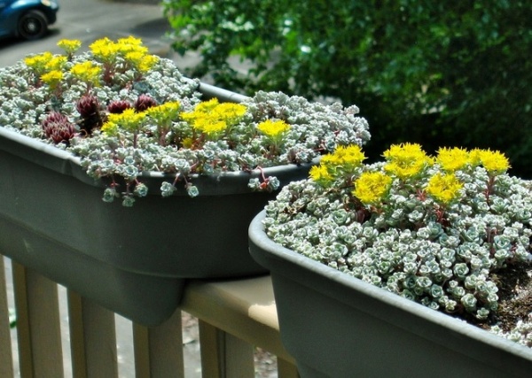 'Cape Blanco' Broadleaf stonecrop