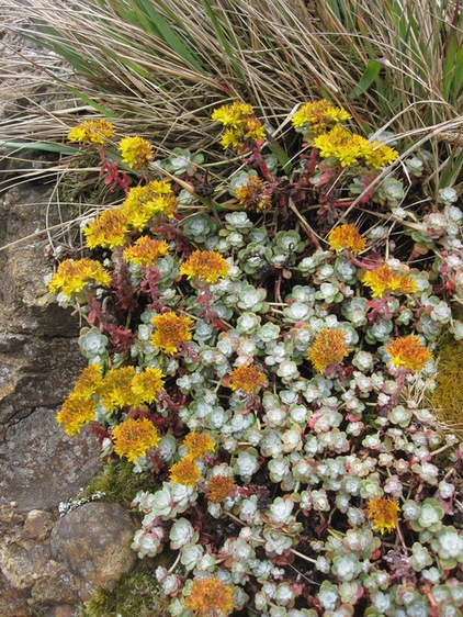 Broadleaf stonecrop