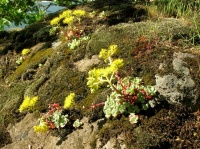 Great Design Plant: Broadleaf Stonecrop (Sedum Spathulifolium)