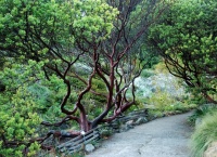 Great Design Plant: Parry Manzanita Stands Out in Low-Water Gardens