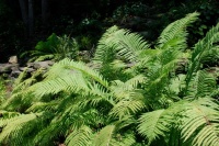 Great Design Plant: Ostrich Fern (Matteuccia struthiopteris)