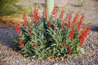 10 Top Plants Native to the Desert Southwest