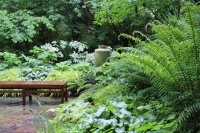 Great Design Plant: Western Sword Fern Adds Prehistoric Drama