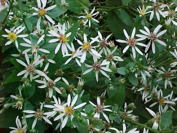 Landscape by Missouri Botanical Garden