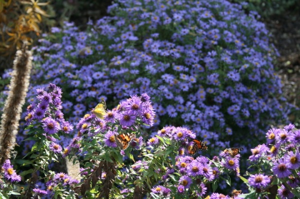 Traditional Landscape by Benjamin Vogt / Monarch Gardens