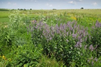 Great Design Plant: Anise Hyssop Delights Licorice Lovers