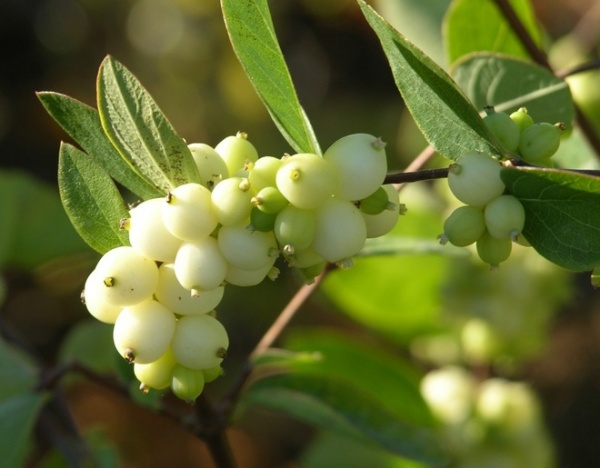 Landscape by Hansen's Northwest Native Plant Database