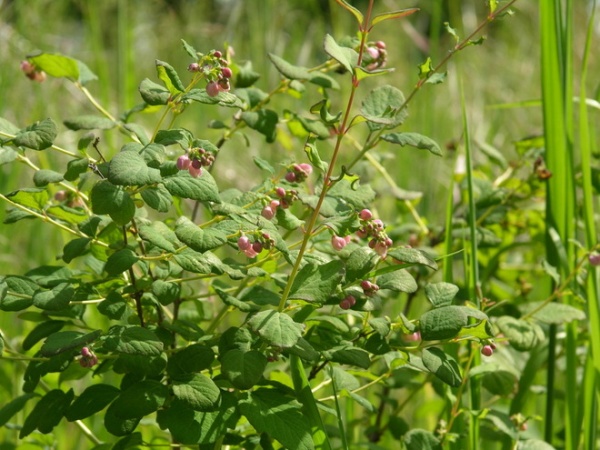 Landscape by Hansen's Northwest Native Plant Database