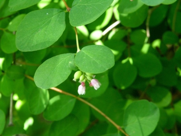 Landscape by Hansen's Northwest Native Plant Database