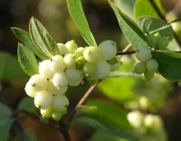 Great Design Plant: Snowberry Pleases Year-Round