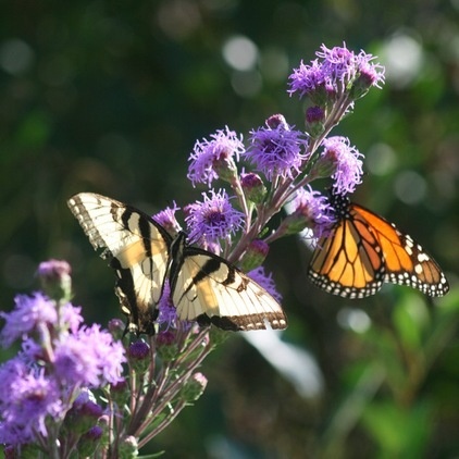 by Benjamin Vogt / Monarch Gardens